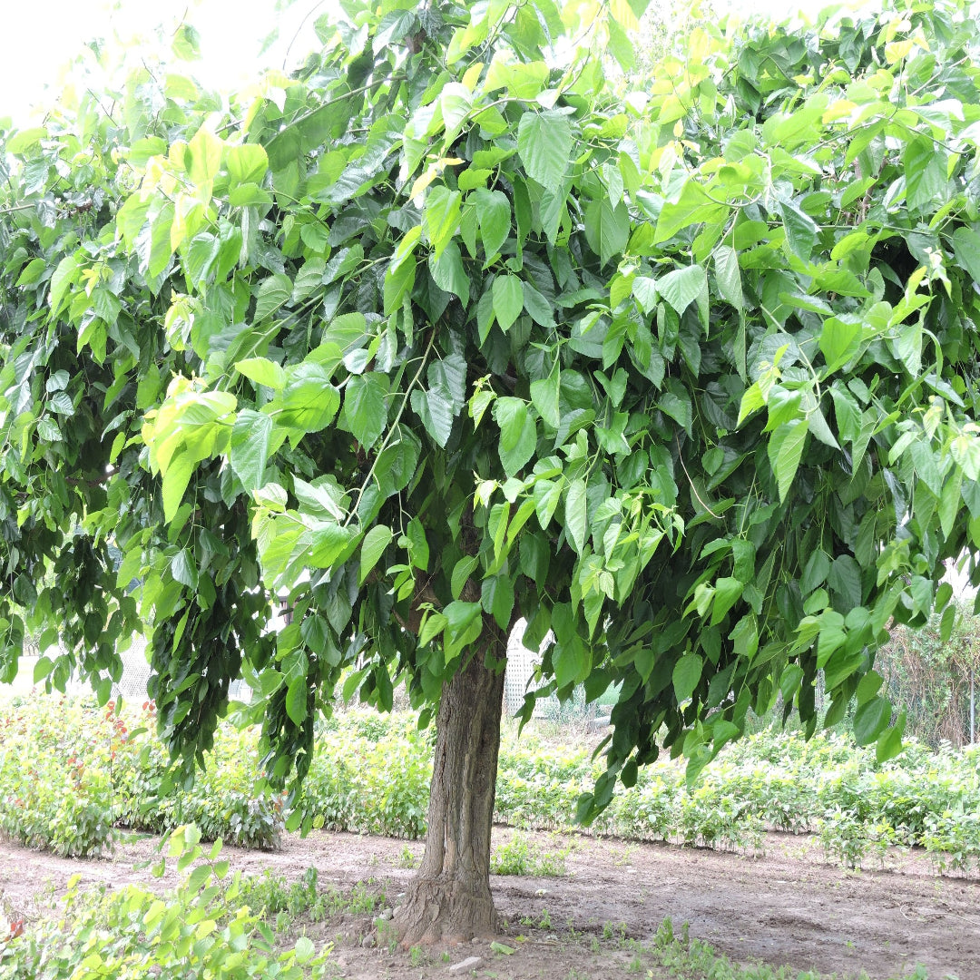 Mulberry Tree-Easy-To-Grow