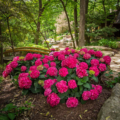 Hydrangea Summer Crush