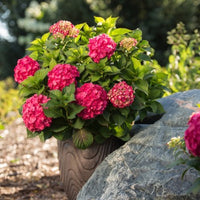 Pretty shade blooms of Endless Summer Crush Hydrangea