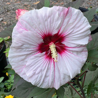 Hibiscus Summerific 'Perfect Storm'