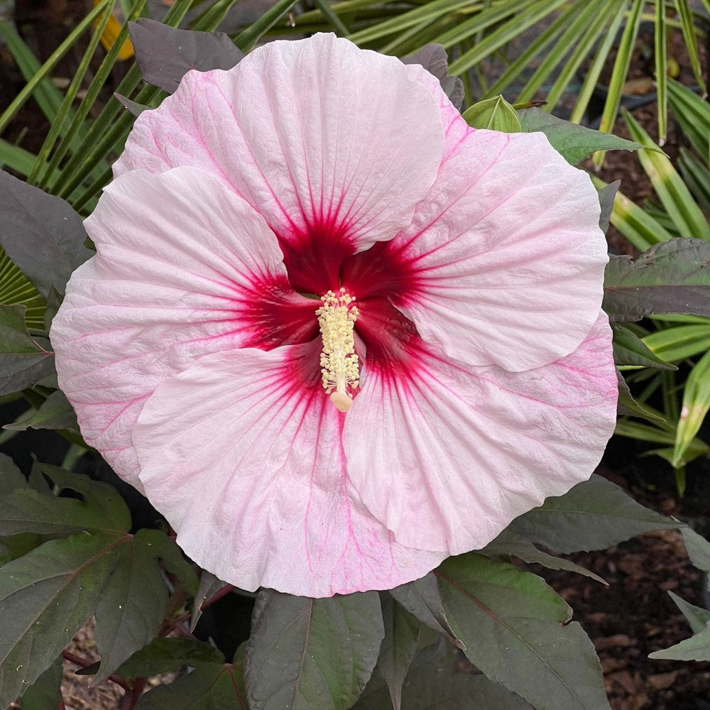 Hibiscus Summerific 'Perfect Storm' for Sale | Pixies Gardens