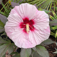 Hibiscus Summerific 'Perfect Storm'