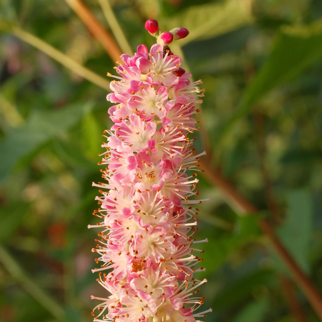 Ruby Spice Clethra
