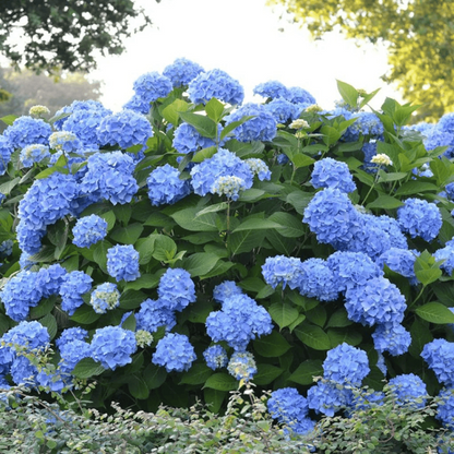 Summer Times Blue Hydrangea