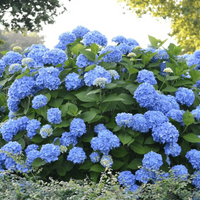 Blue blossoms shining under daylight from the Summer Times Blue Hydrangea