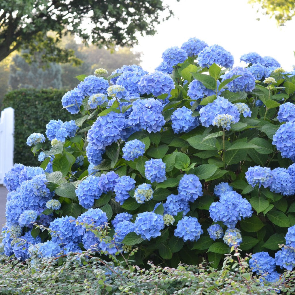 Summer Times Blue Hydrangea|Long blooming season from spring to summer