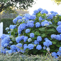 Summer Times Blue Hydrangea plant with vibrant blue blooms in full garden view