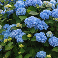 Beautiful container plant of Summer Times Blue Hydrangea in mid-bloom