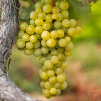 Summit Muscadine
