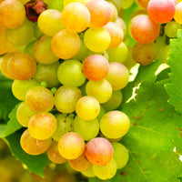 Summit Muscadine