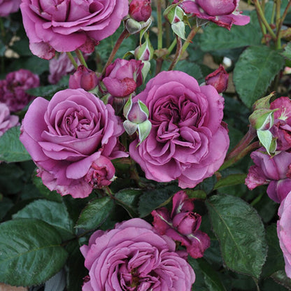 Sunbelt Plum Perfect Rose