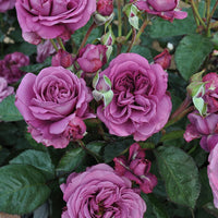 Sunbelt Plum Perfect rose plant close up flowers