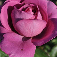 Purple reblooming rose bush full sun