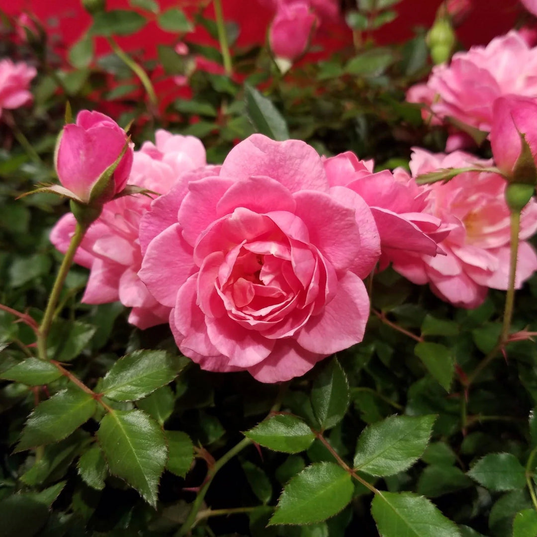 Sunrosa Fragrant Pink