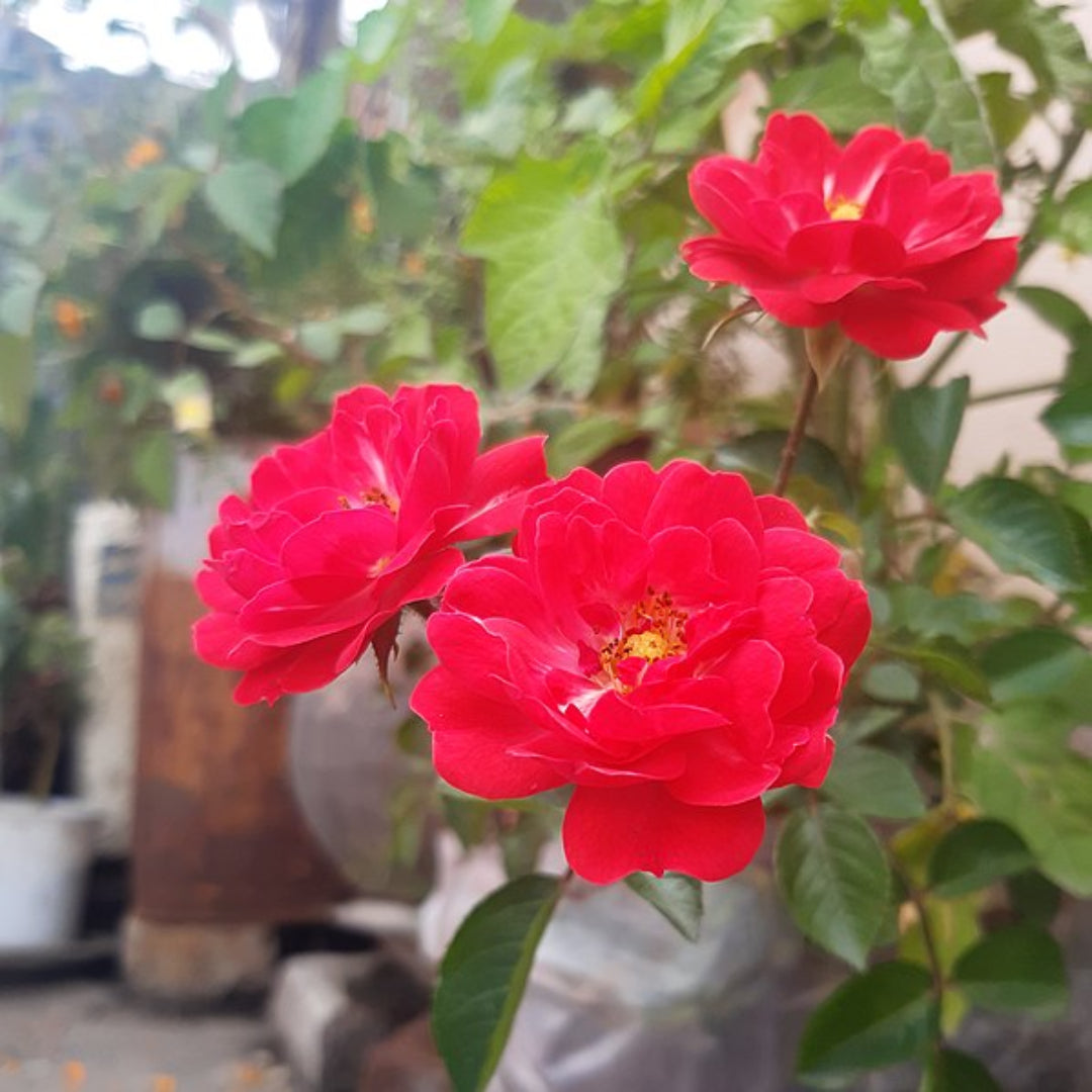 red rose succulent Buy Sunrose Red Rose Plants & Trees Online