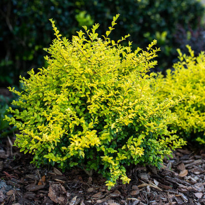 Sunshine Ligustrum