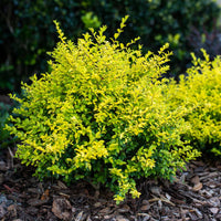 Sunshine Ligustrum