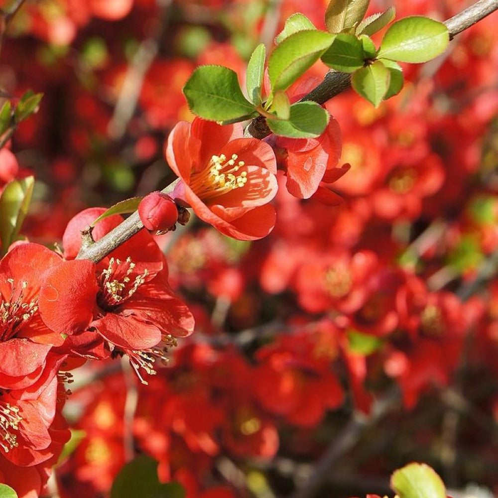 Superb Fusion Red Flowering Quince