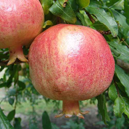 Surh-Anor Pomegranate - Cold Hardy Pomegranate
