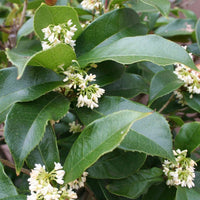 Tea Olive Plant Fragrant