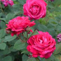 Sweet Spirit Rose