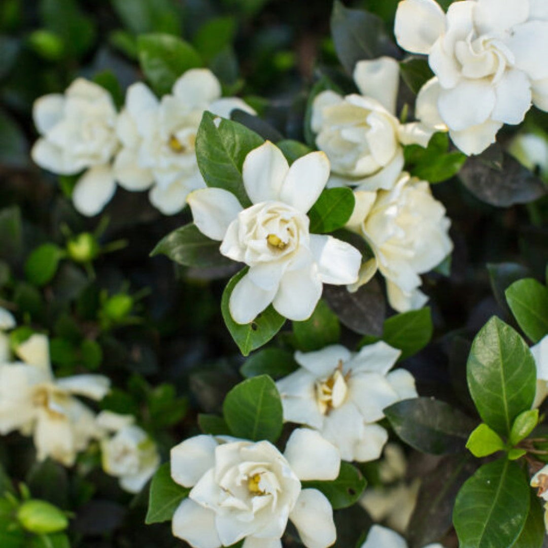 Sweet Tea Gardenia