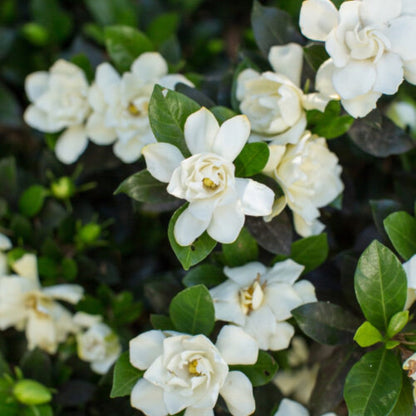 Sweet Tea Gardenia