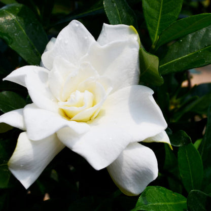 Sweet Tea Gardenia
