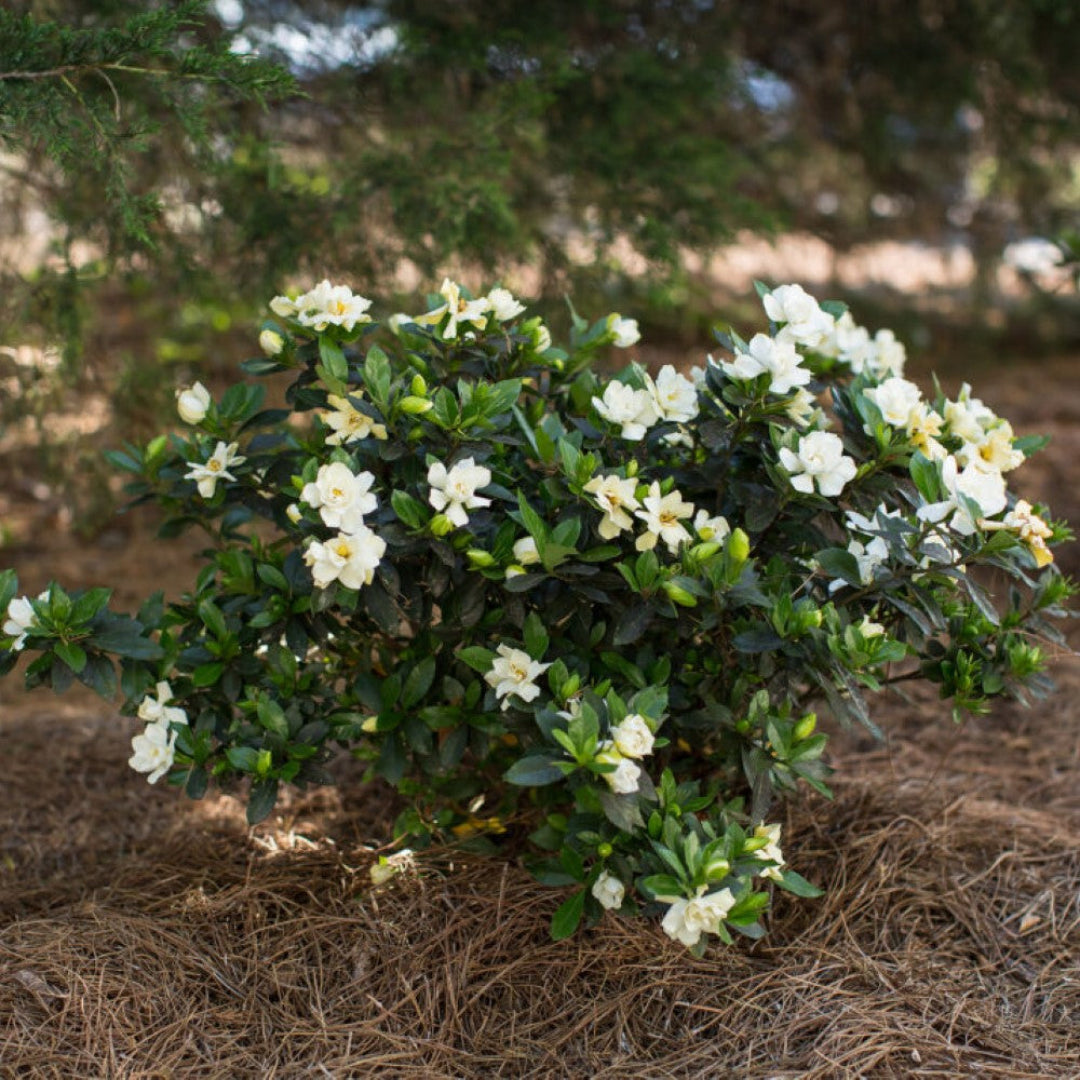 Sweet Tea Gardenia