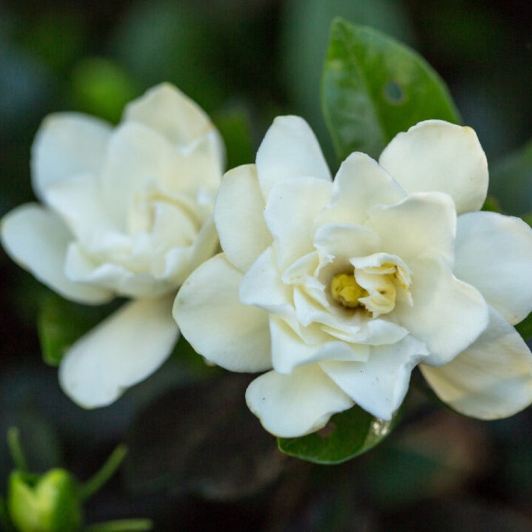 Sweet Tea Gardenia