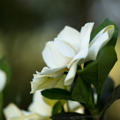 Sweet Tea Gardenia