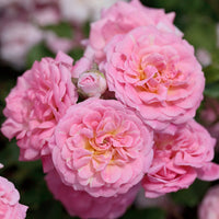 Clusters of delicate flowers cover Sweet Drift Rose foliage