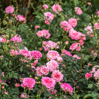 Ground hugging Sweet Drift Rose brightens sunny garden border