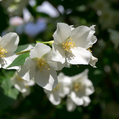 Sweet Mock Orange- perfect white blooms and sweet Orange scent