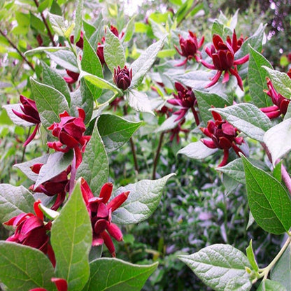 Carolina Allspice Plant