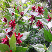 Carolina Allspice Plant