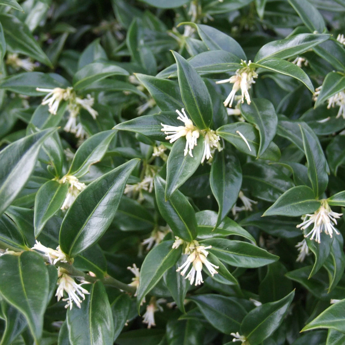 Sarcococca hookeriana Himalayan Sweetbox shade loving evergreen garden plant