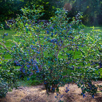 Blueberry Bush Variety Pack Combo for High Yields