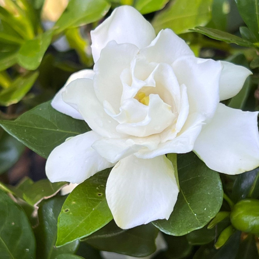 Sweet Tea Gardenia