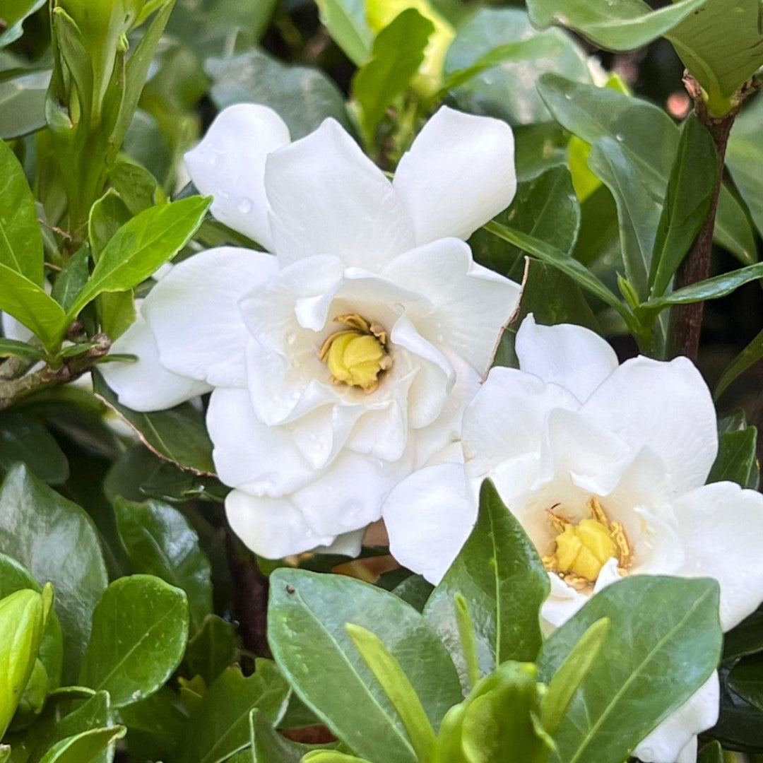 Sweet Tea Gardenia