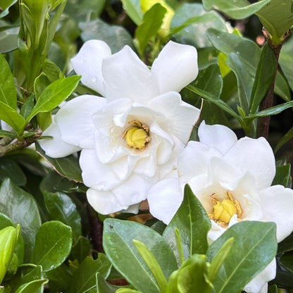 Sweet Tea Gardenia