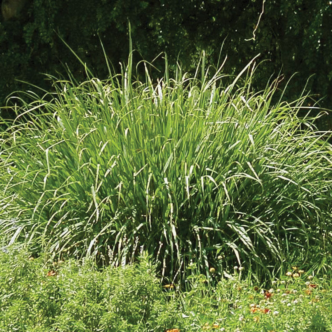 Grass: Panicum &
