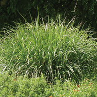 Grass: Panicum 'Apache Rose' Switchgrass