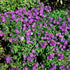 New England aster ‘Purple Dome’ (Symphyotrichum novae-angliae) blooming in late summer