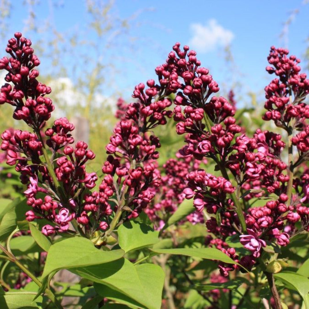 Charles Joly Red French Lilac