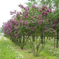 Sensation Bi-Color French Lilac – Syringa Vulgaris