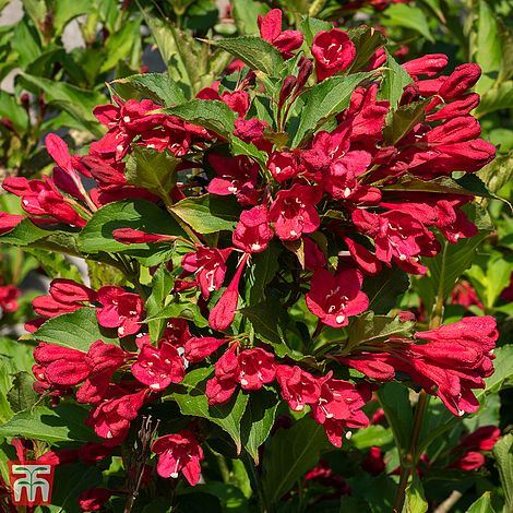 Princess Weigela Red