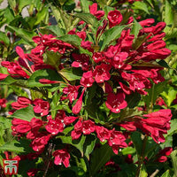 Princess Weigela Red