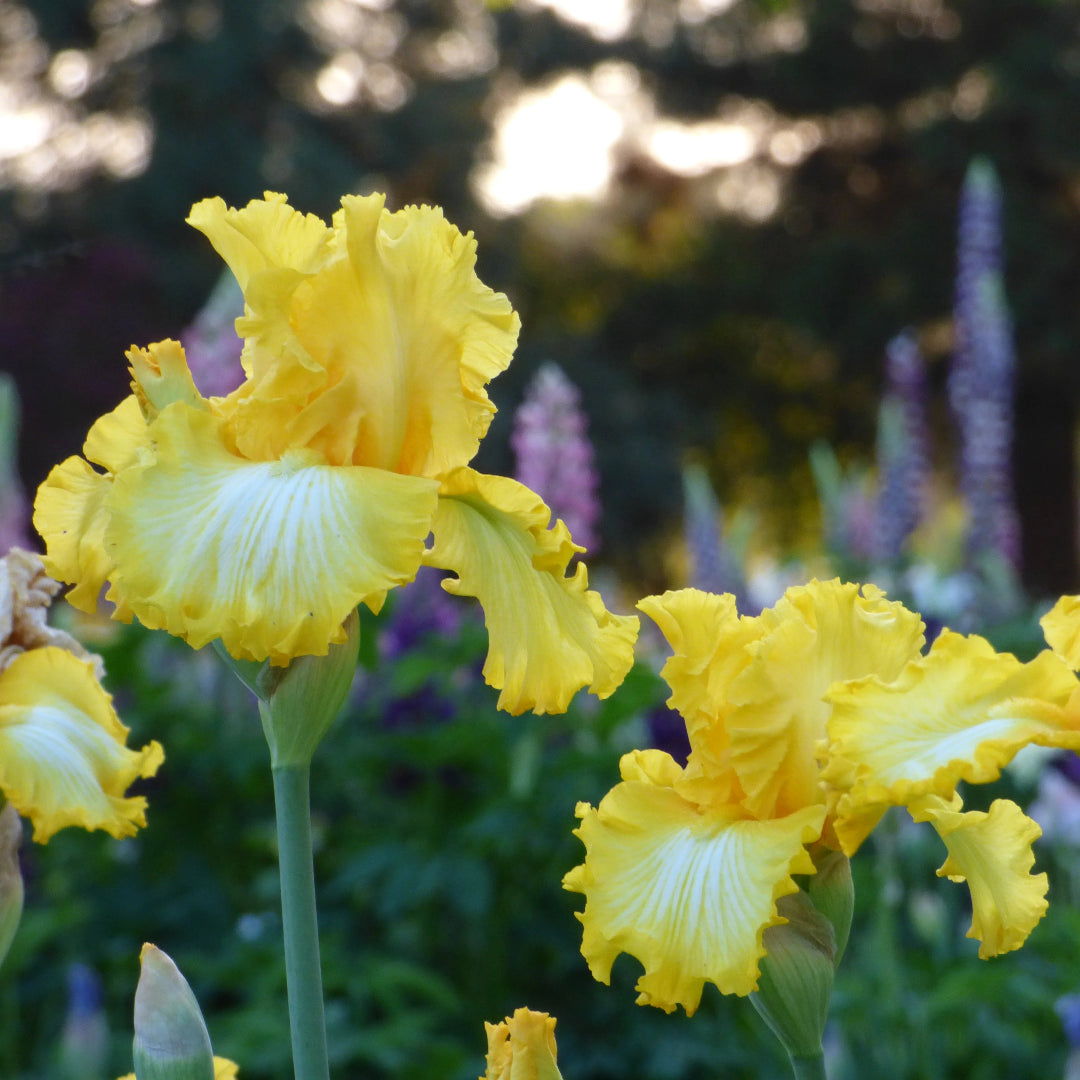Iris germanica &