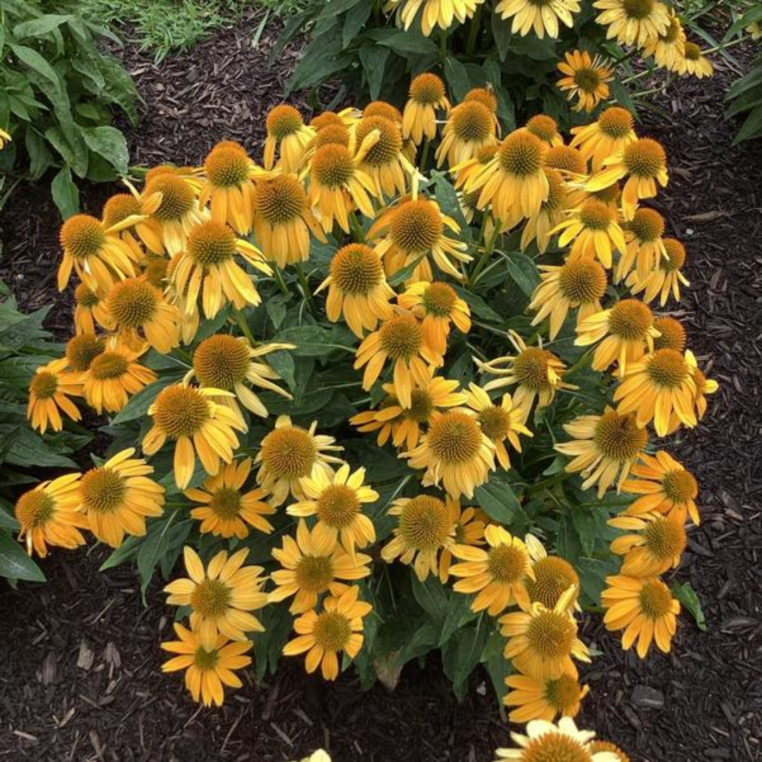 Echinacea purpurea &